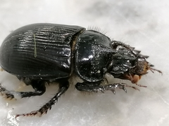 Ceratophyus hoffmannseggi