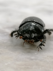 Ceratophyus hoffmannseggi