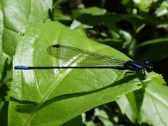 Argia oculata image