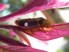 Oncometopia hamiltoni