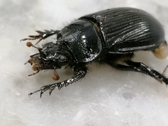 Ceratophyus hoffmannseggi