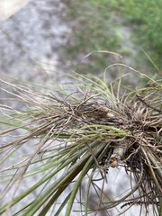 Tillandsia setacea
