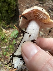 Phlegmacium balteatum