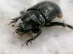 Ceratophyus hoffmannseggi