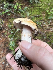 Phlegmacium balteatum