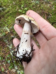 Phlegmacium balteatum