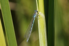 Coenagrion caerulescens