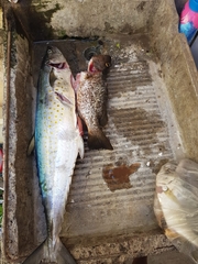 Scomberomorus sierra