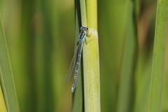 Coenagrion caerulescens