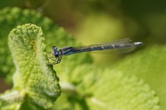 Coenagrion caerulescens