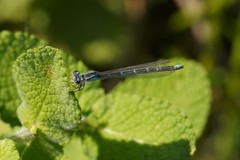 Coenagrion caerulescens