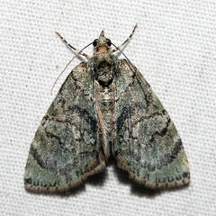 Hydriomena pluviata