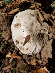 Pseudochitonia