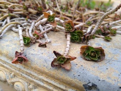 Phedimus spurius