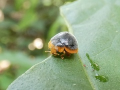 Epilachna pseudorealis