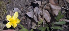 Ranunculus fascicularis