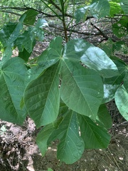 Sterculia apetala