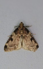 Aglossa costiferalis