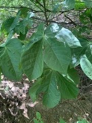 Sterculia apetala