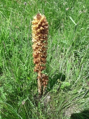 Orobanche elatior