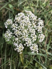 Daucus carota