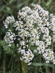 Daucus carota