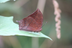 Fountainea eurypyle confusa