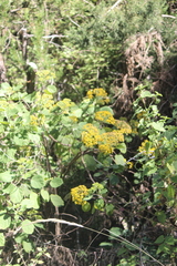 Roldana aschenborniana, photograph (c) José Belem Hernández Díaz, some rights reserved (CC BY)