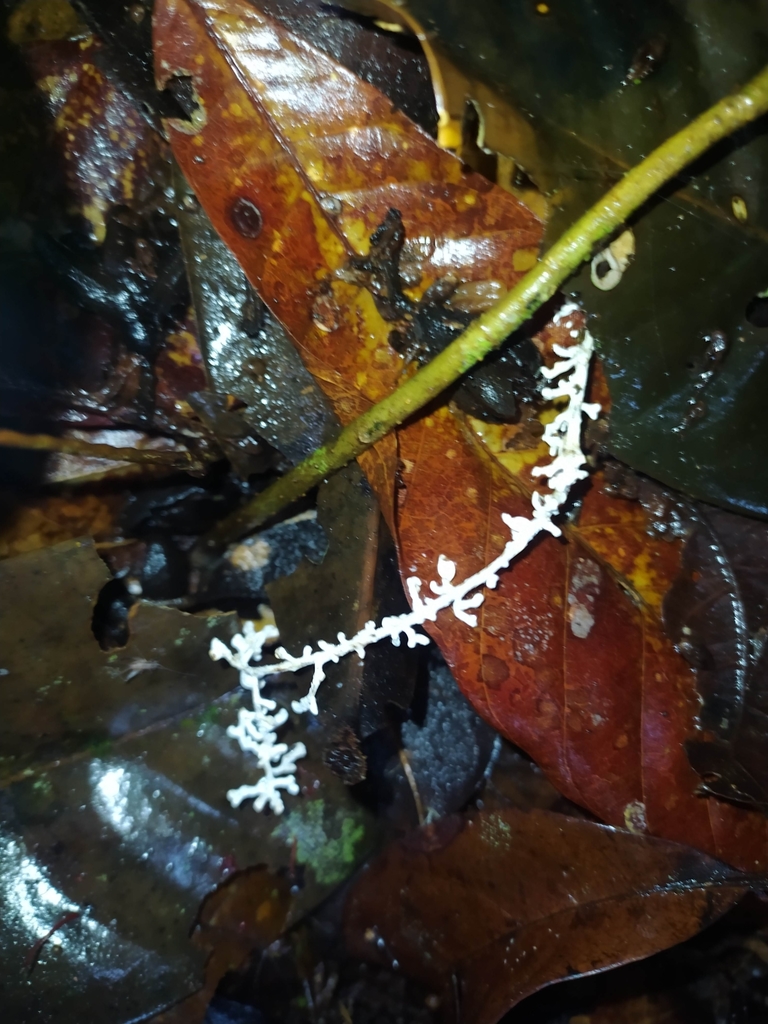 Brunneocorticium corynecarpon · November 2021 · photo: © guillaume_delaitre (iNaturalist, cc-by)