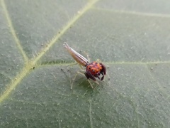 Ceriomura