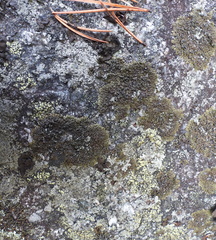 Montanelia sorediata