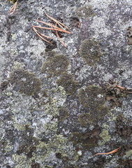 Montanelia sorediata