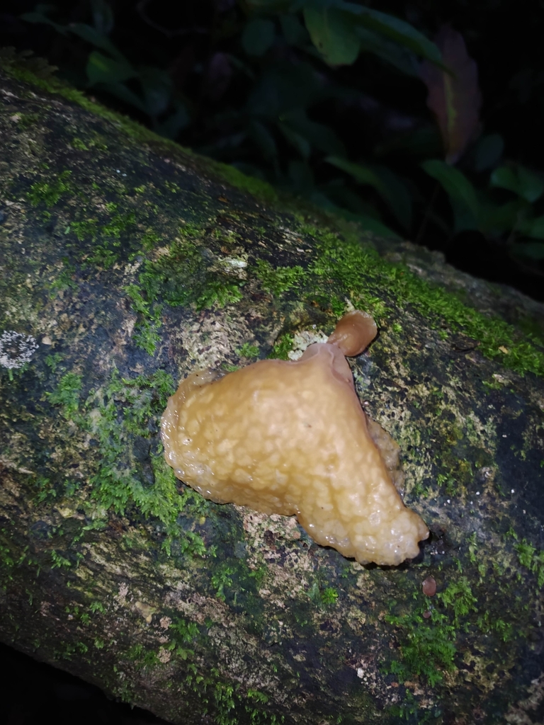 Auricularia delicata · November 2021 · photo: © guillaume_delaitre (iNaturalist, cc-by)