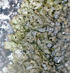 Montanelia sorediata