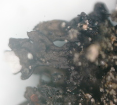 Montanelia sorediata