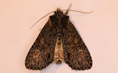 Apamea plutonia