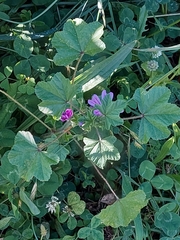 Malva sylvestris