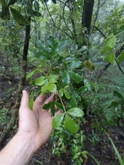 Pseudopanax discolor