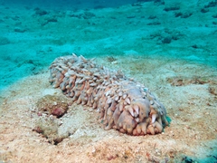 Stichopus pseudohorrens