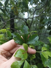 Pseudopanax discolor