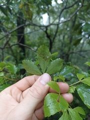 Pseudopanax discolor