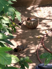 Notocitellus annulatus