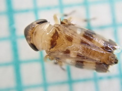 Anoscopus