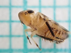Anoscopus