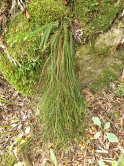 Phlegmariurus varius