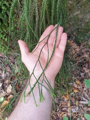 Phlegmariurus varius