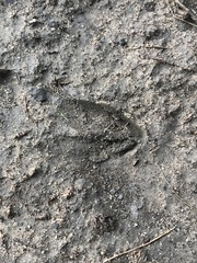 Odocoileus virginianus