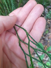 Phlegmariurus varius