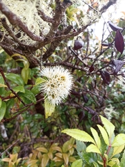 Metrosideros albiflora