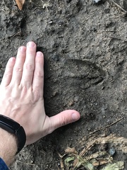 Odocoileus virginianus